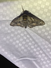 Phaeoura mexicanaria