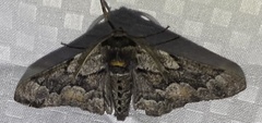 Phaeoura mexicanaria