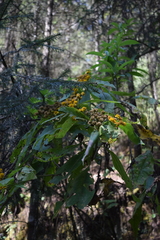 Verbesina oncophora