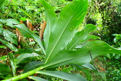 Dimerocostus argenteus
