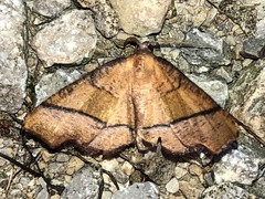 Plagodis phlogosaria