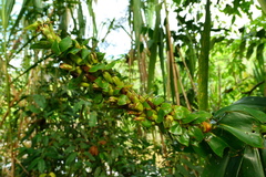 Dimerocostus argenteus