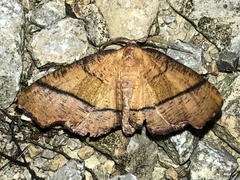 Plagodis phlogosaria