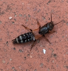 Platydracus stercorarius