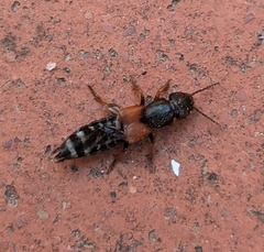 Platydracus stercorarius