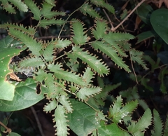 Lygodium japonicum