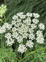 Marsh Hogweed (Peucedanum palustre)
