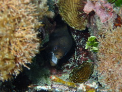 Gymnothorax miliaris