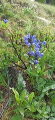 Dracocephalum grandiflorum