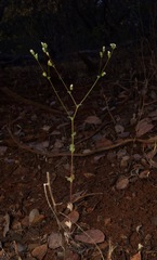 Hesperolinon drymarioides