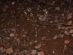 Hesperolinon drymarioides