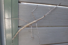 Bactrododema
