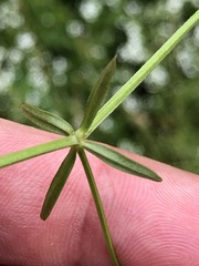 Galium elongatum