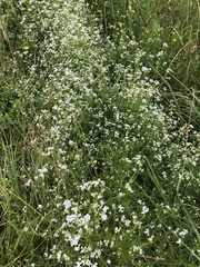 Galium elongatum