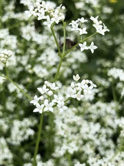 Galium elongatum