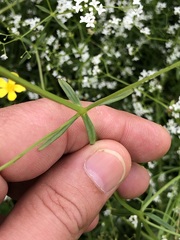 Galium elongatum