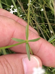 Galium elongatum
