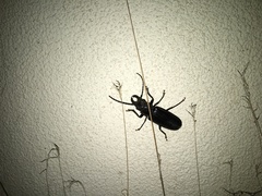 Nothopleurus lobigenis