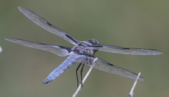 Libellula nodisticta