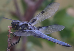 Libellula nodisticta