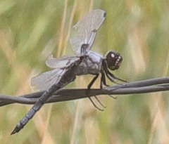Libellula nodisticta