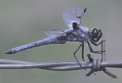 Libellula nodisticta