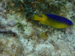 Stegastes leucostictus