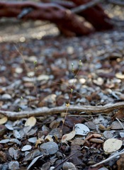 Hesperolinon drymarioides