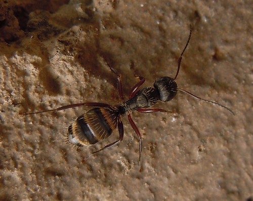 Camponotus aurofasciatusCamponotus aurofasciatus