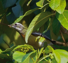 Spindalis nigricephala