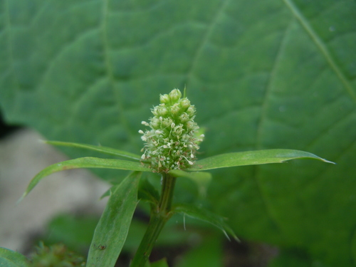 Eryngium foetidum image