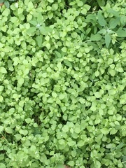 Stellaria media