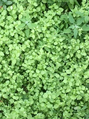 Stellaria media