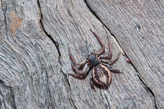 Tharpyna campestrata