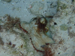 Octopus insularis