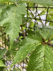 Parthenocissus