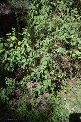 Physalis coztomatl