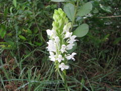 Habenaria roxburghii