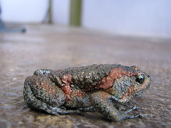 Uperodon taprobanicus