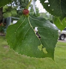 Pemphigus populicaulis