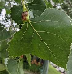 Pemphigus populicaulis