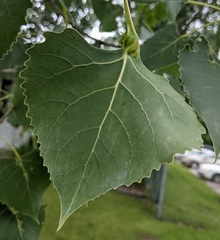 Pemphigus populicaulis