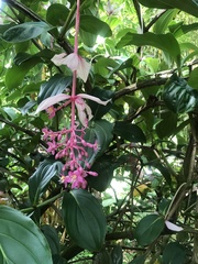 Medinilla magnifica