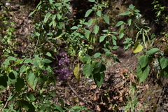 Physalis coztomatl