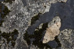 Panilla constipunctata