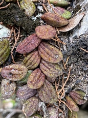 Dendrobium linguiforme nugentii