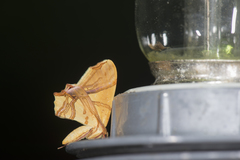 Trotocraspeda divaricata