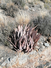 Aloe hereroensis
