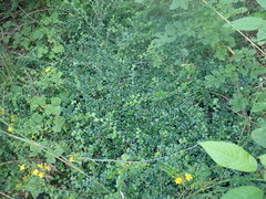 Cotoneaster hjelmqvistii