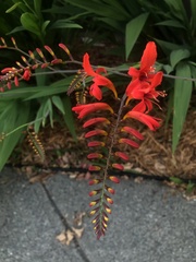 Chasmanthe aethiopica